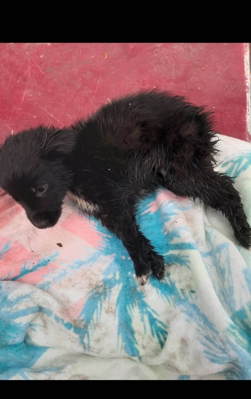 მეტისი პეტრე პავლეს სასაფლაოზე