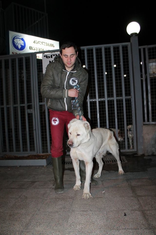 ქართული ნაგაზი უსახელო