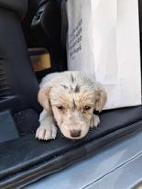 მეტისი საჩხერე