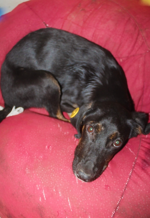 მეტისი უსახელო