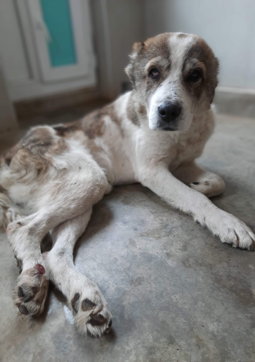 ქართული ნაგაზი ხაშური