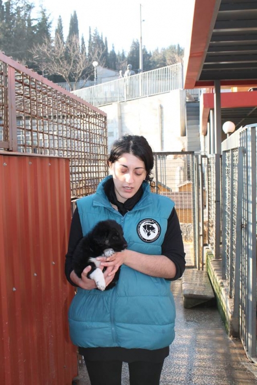 მეტისი კოკო