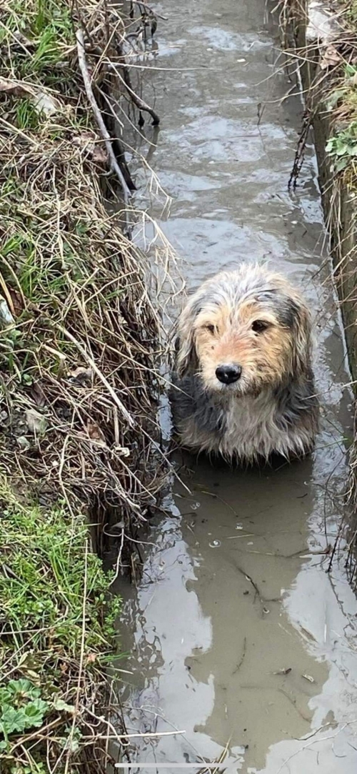 მეტისი კახეთი