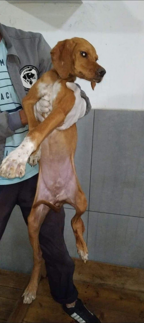 პოინტერის მეტისი უსახელო