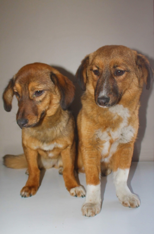 მეტისი უსახელო