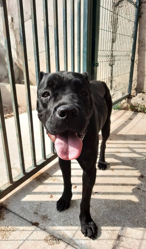 კანე კორსო თავშესაფართან ვიპოვეთ