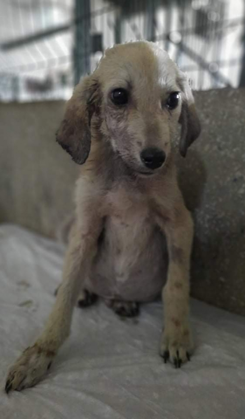 მეტისი უნივერსიტეტის ქუჩა