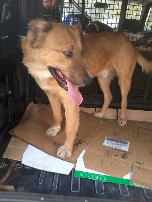 ქართული ქოფაკი ჯეკა