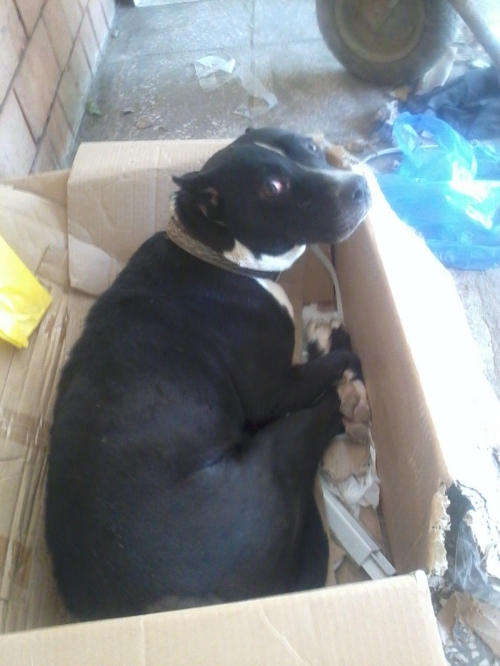 პიტი ლედი