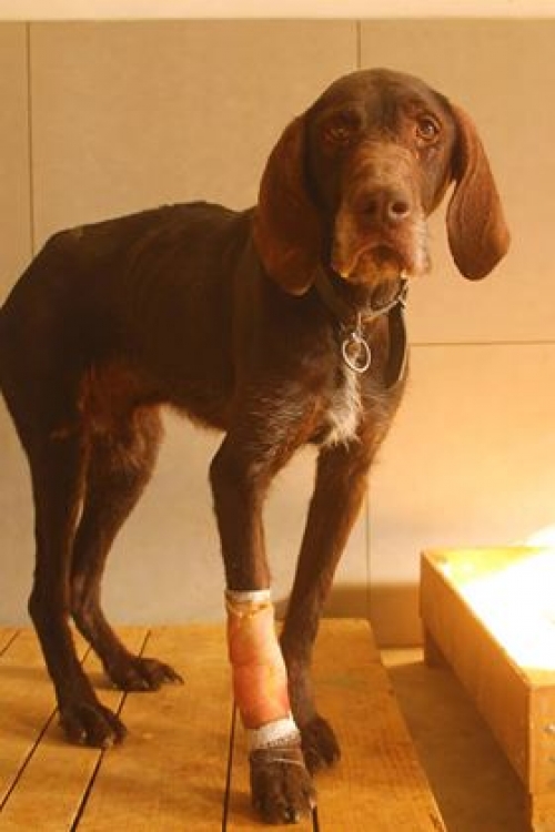 კურცხაარი რექსი