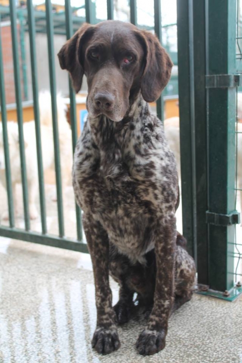 კურცხაარი უსახელო