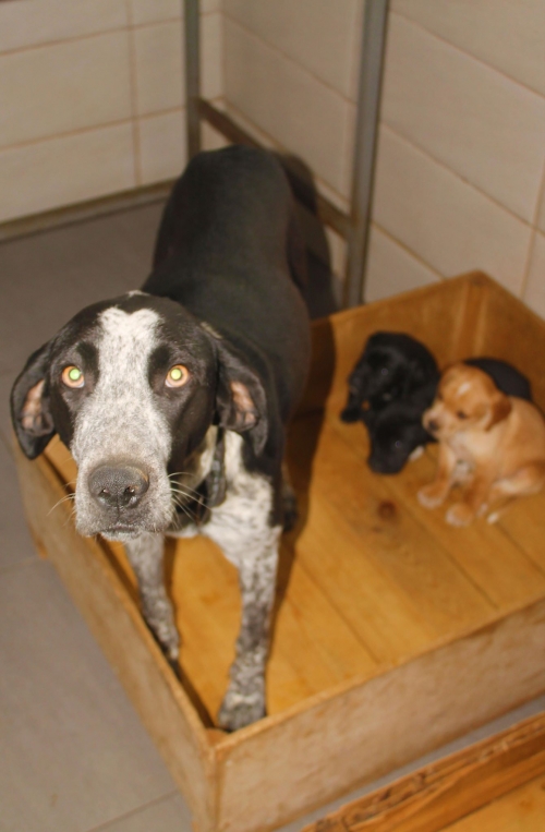 კურცხაალის მეტისი უსახელო