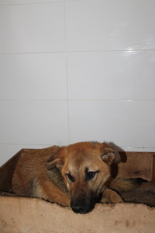 მეტისი უსახელო