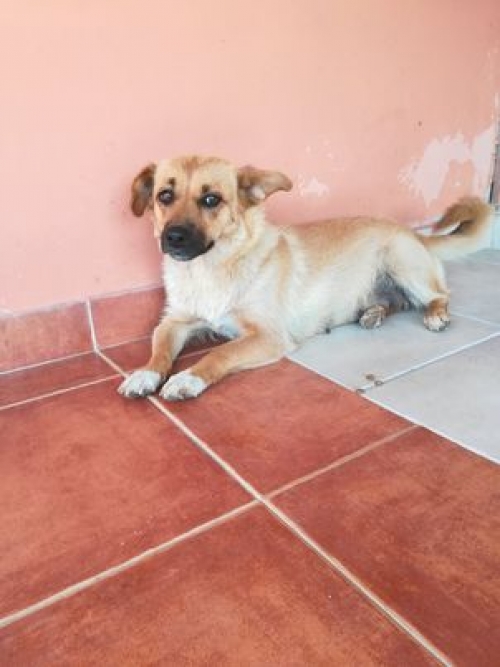 მეტისი ნაპოვნია გომბორთან