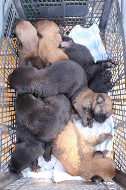 მეტისის ლეკვები უსახელო