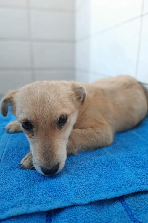 მეტისი ზემო ისანი