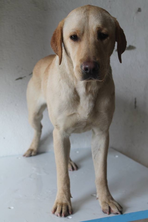 ლაბრადორი უსახელო