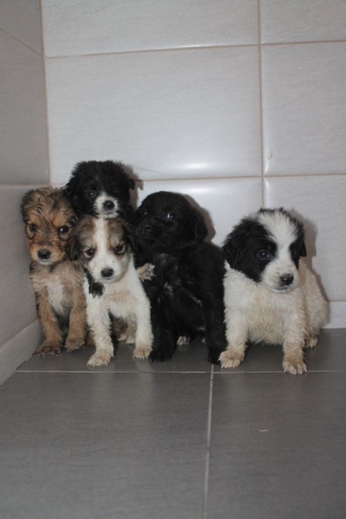 გონჩის მეტისი უსახელო