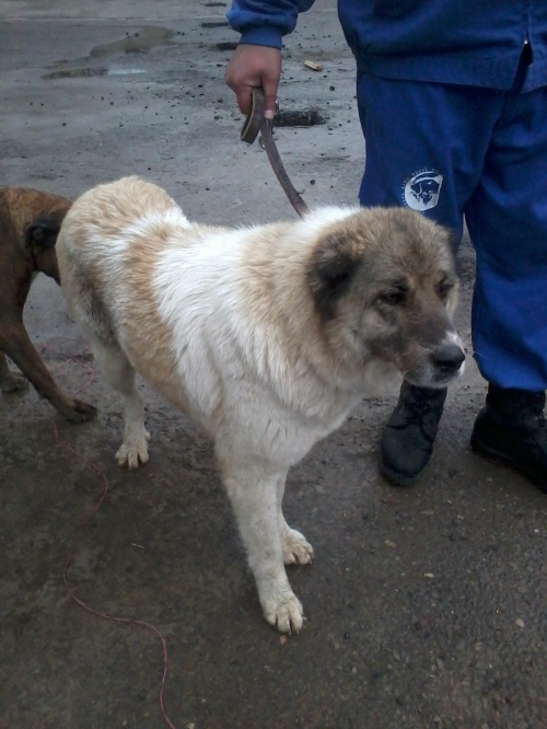 ქართული ქოფაკი უსახელო