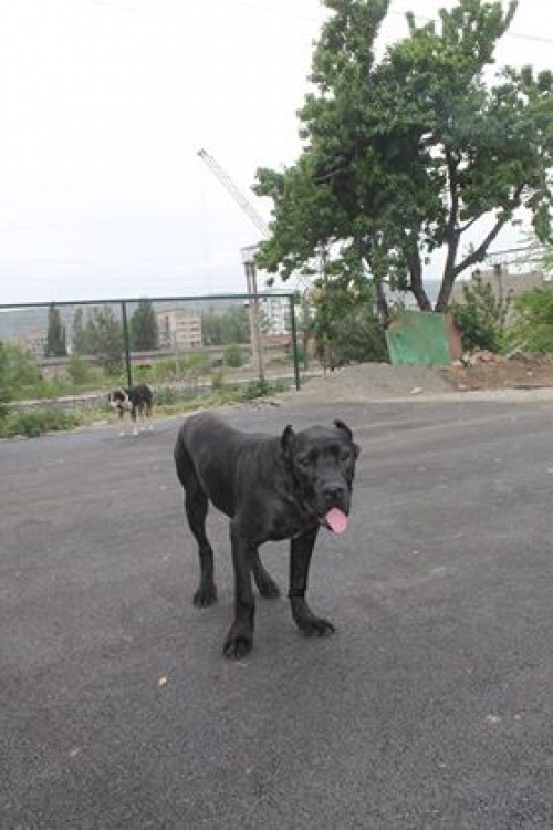 კანე კორსო დანტე