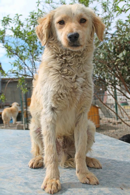 სპანიელის მეტისი უსახელო