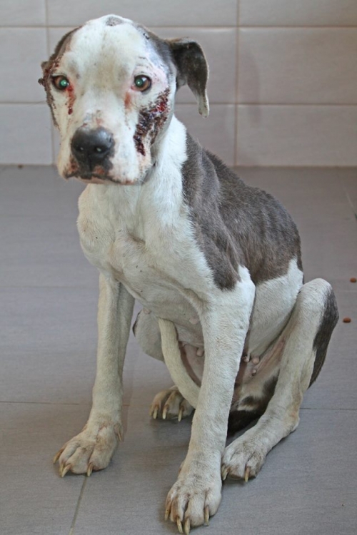 პიტი უსახელო