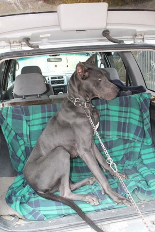 გერმანული დოგი გეკო