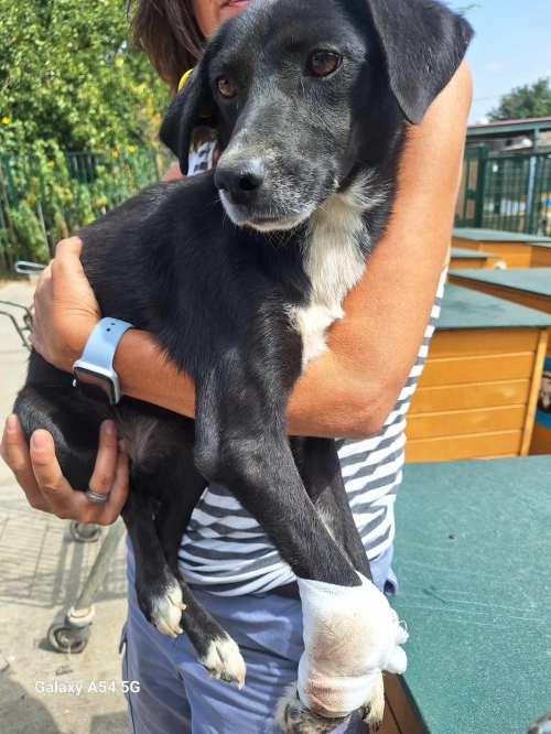 მეტისი ჩააბარეს უცხოელებმა