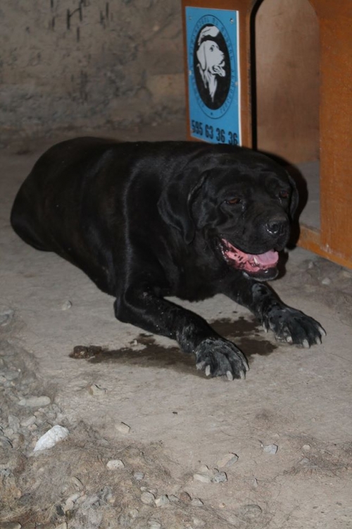 კანე კორსო უსახელო