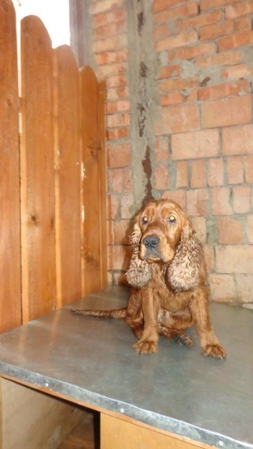 კოკერსპანიელი ზუკა