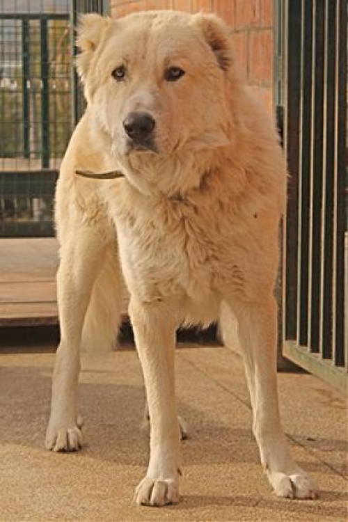 ქართული ნაგაზი უსახელო