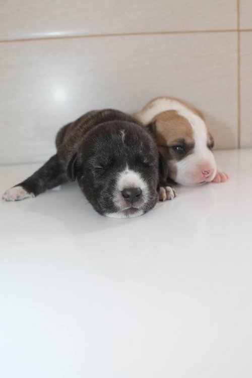 სტაფი უსახელო