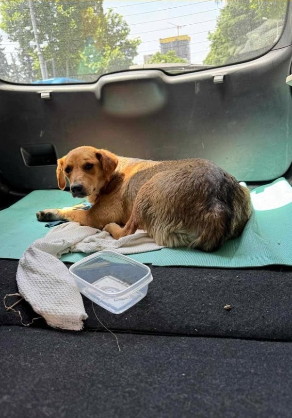 მეტისი. ნატახტარი