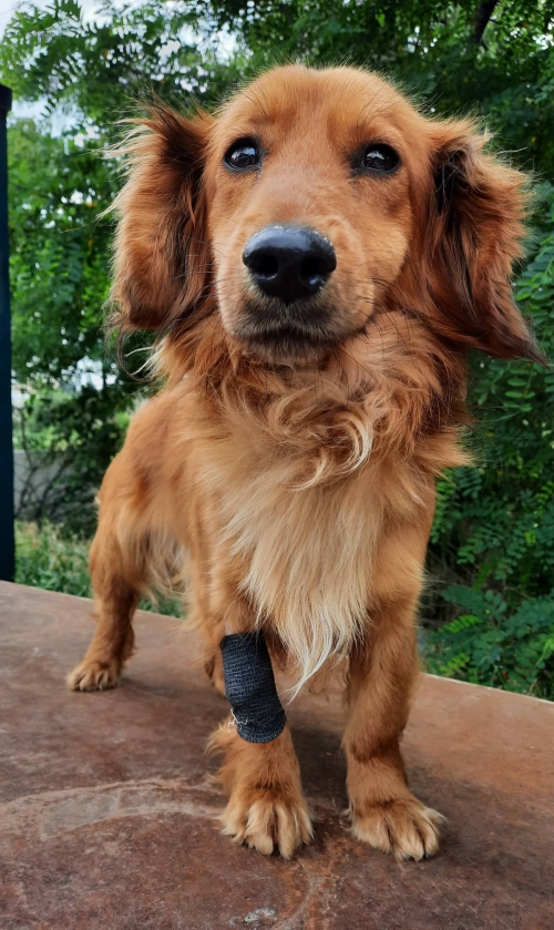 მეტისი საჩხერის პერევალი