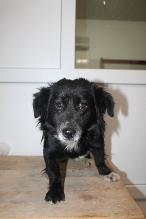 მეტისი უსახელო