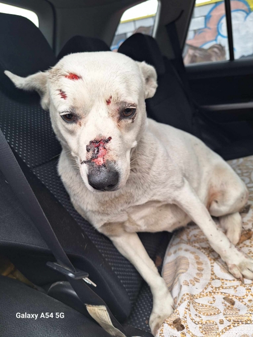 მეტისი კახეთის გზატკეცილი 38 ა ფიფქია