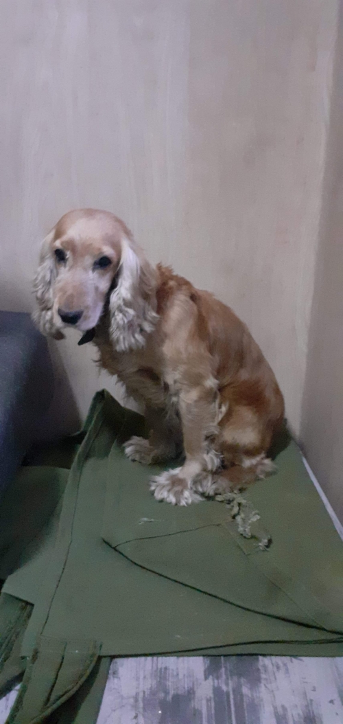 კოკერსპანიელი უსახელო