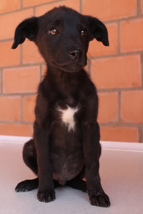 ლაბრადორის მეტისი უსახელო