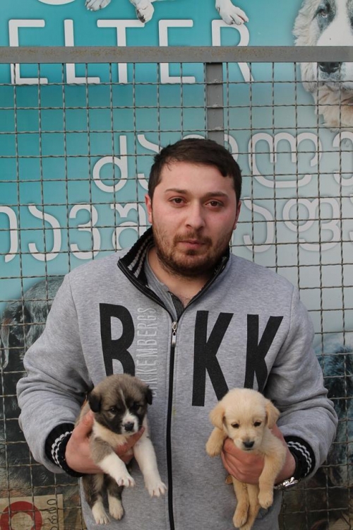 მეტისი უსახელო