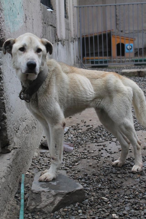 მეტისი ჯეკა