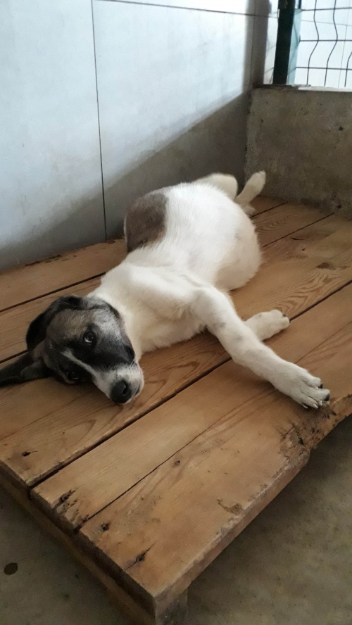 მეტისი უსახელო