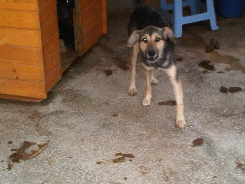 მეტისი ლენა