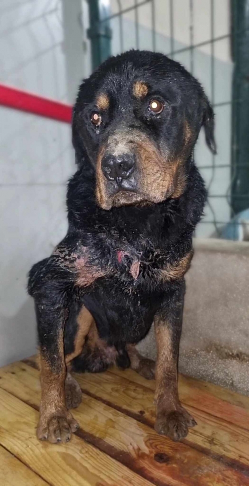 როტვეილერი საგარეჯო