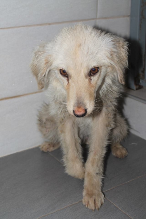 ქართული ქოფაკი უსახელო