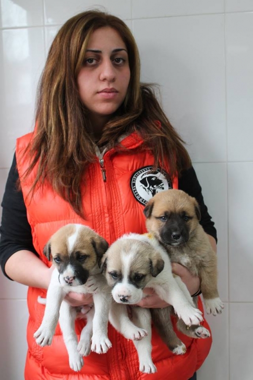 მეტისი უსახელო