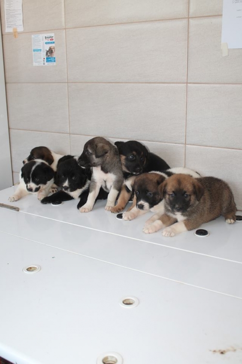 ქართული ქოფაკი უსახელო