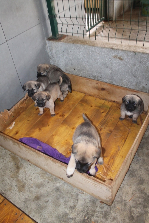 ქართული ქოფაკი უსახელო