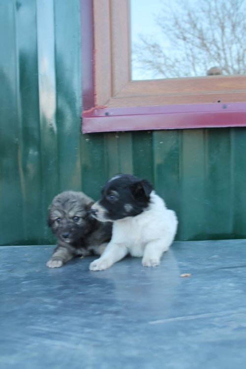 მეტისის ლეკვები უსახელო