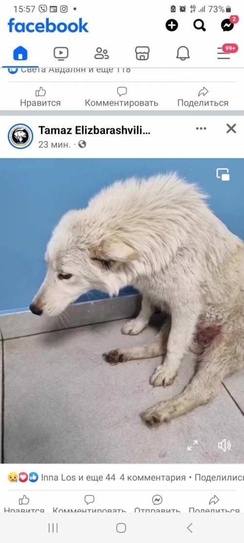 მეტისი სართიჭალა