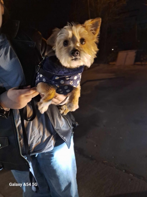 იორკშირ ტერიერი თოი